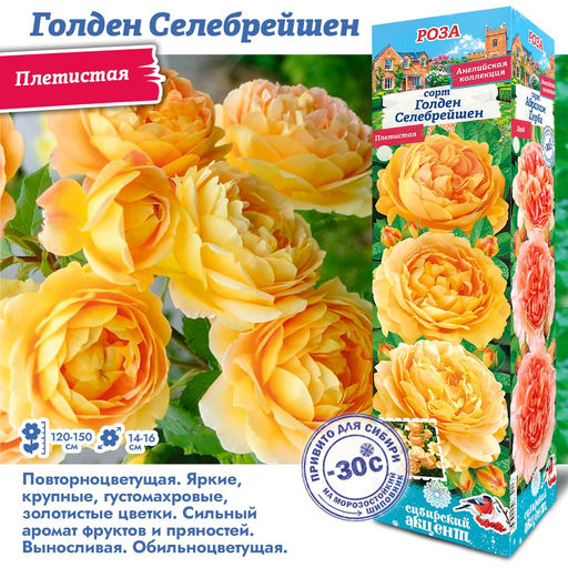 Роза Голден Селебрейшен (Английская) 1шт