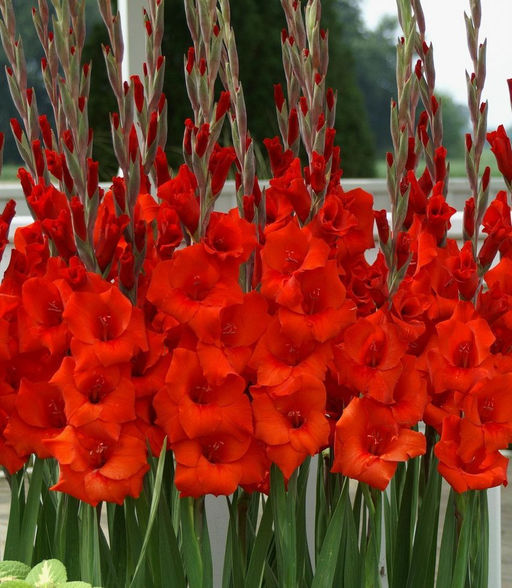 ГЛАДИОЛУС Масканьи Разбор 10/12 Кол-во упак., шт 10