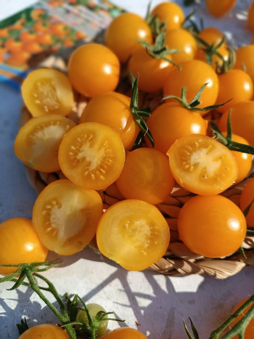 Томат РАПУНЦЕЛЬ КОСЫ ЗОЛОТЫЕ  Плоды как золотые шарики! Нежные, очень ароматные, сладкие, бархатистые с фруктовым послевкусием!