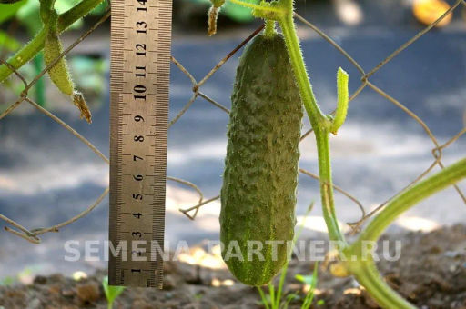 Огурец партенокарпический Меренга - Партнер фото 4