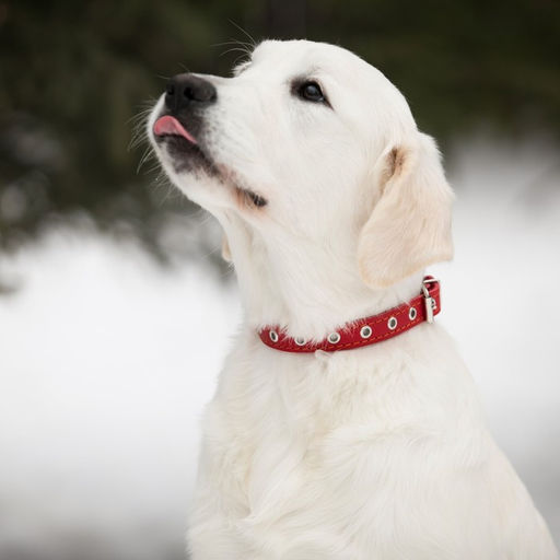 Ошейник кожаный однослойный безразмерный, 45 х 2 см, ОШ 18-39 см, красный - Пижон фото 6