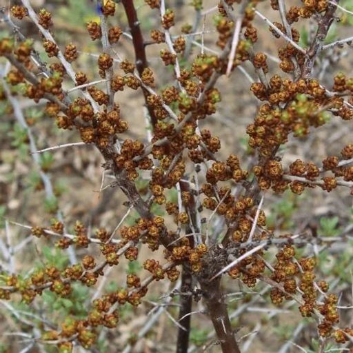 Облепиха Мужская Алей, 2х летний