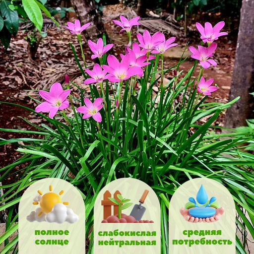 Зефирантес розовый 10шт