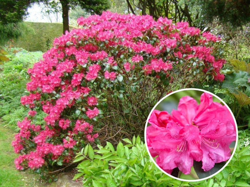 Рододендрон Гартендиректор Глокер - Долина роз фото 3