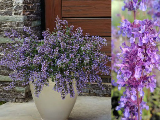 Котовник Фассена Кит Кэт