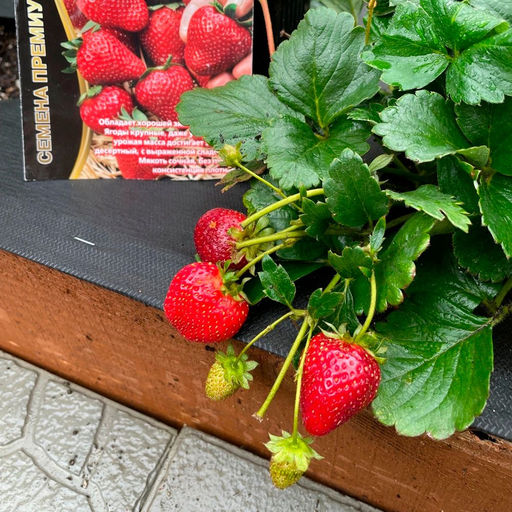 Земляника САНЬКИНА ЛЮБОВЬ Ремонтантная, крупноплодная! Хорошая зимостойкость! Вкус десертный с выраженной сладостью! - Уральский дачник фото 3