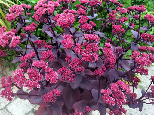 Очиток Чоколэт Черри - Долина роз фото 2