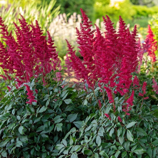 Астильба Арендса Фанал