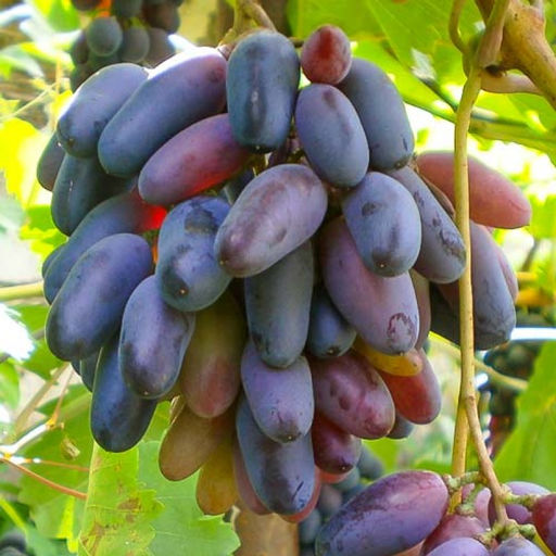 Кишмиш черный палец