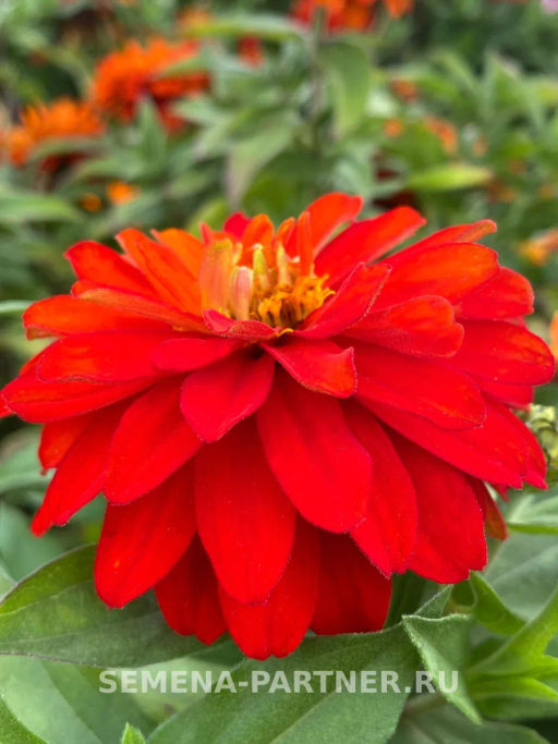 Цинния махровая Барышня-крестьянка Рябиновая Пастила - Партнер фото 3