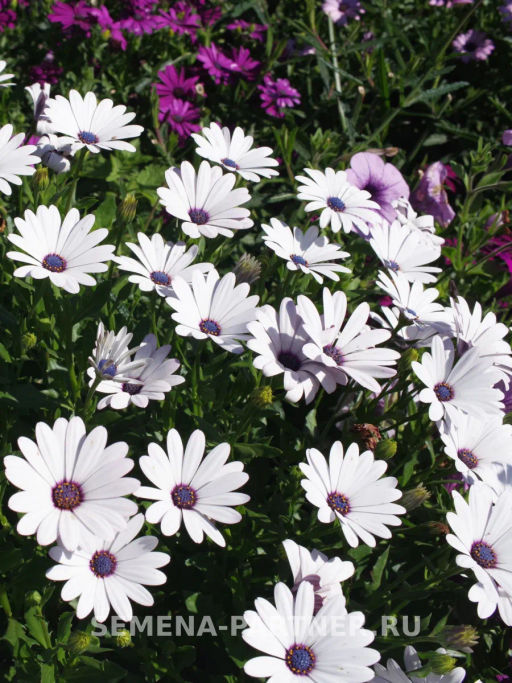 Остеоспермум Эклона Звезды Галактики Сириус - Партнер фото 6