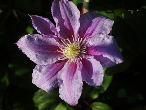 Клематис Рагамаффин - Долина роз фото 3