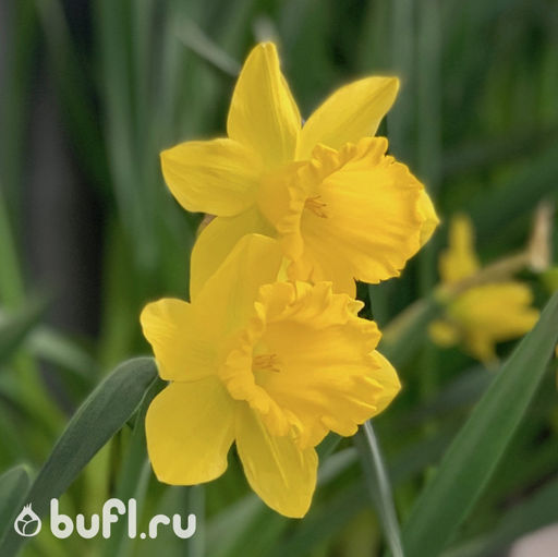 Нарцисс Dutch Master (3 луковицы) - Bufl фото 2
