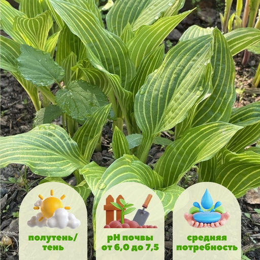 Хоста Сибериан Тайгер - Долина роз фото 2