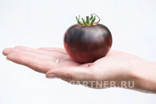 Томат Чёрная Богиня - Партнер фото 3