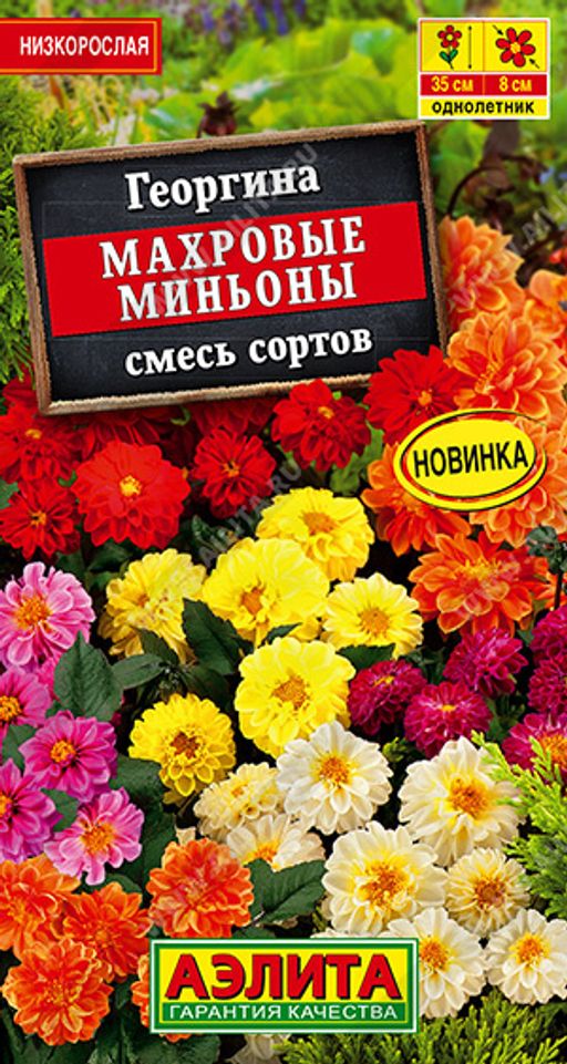 Георгина Махровые миньоны, смесь сортов (2026)