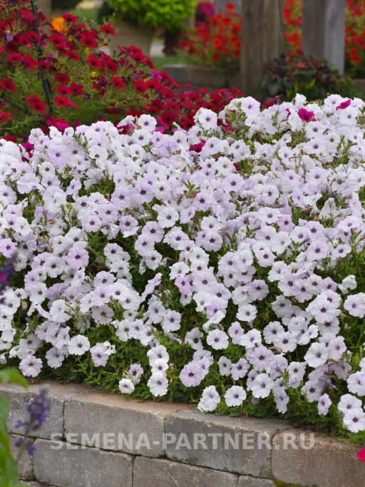 Петуния Тайдел Вэйв Сильвер ампельная многоцветковая - Партнер фото 10