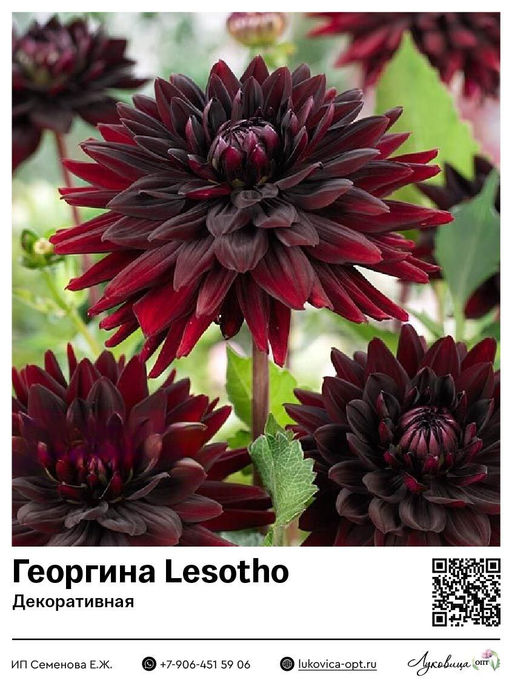 Георгина Lesotho / Superblack (Декоративная)