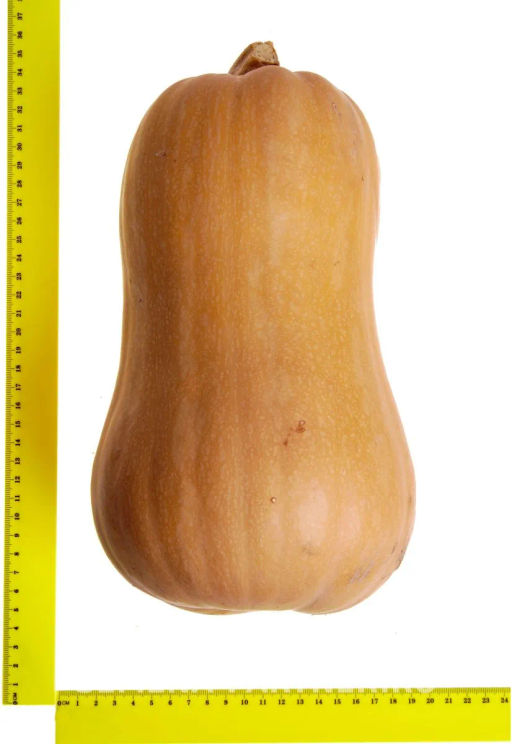 Тыква Матильда - Партнер фото 2