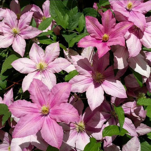 Клематис Розамунда - Долина роз фото 3