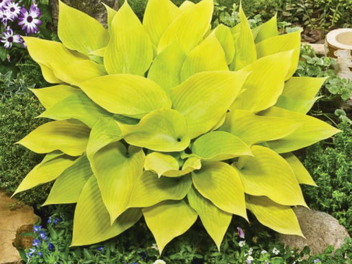 Хоста Санни Халцион - Долина роз фото 2