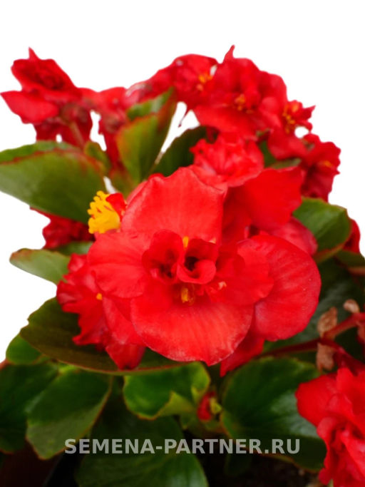 Бегония вечноцветущая махровая Милори Рэд Грейс - Партнер фото 2