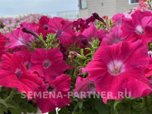Петуния Итальянка Мануэлла каскадная розовая - Партнер фото 5