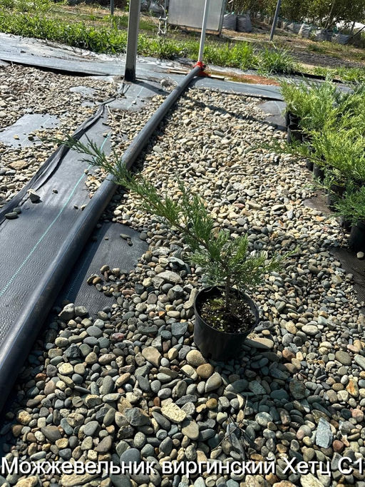 Можжевельник виргинский Хетц С1,5 - Park rose фото 2