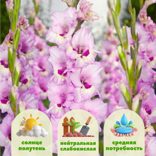 Гладиолус Замора 5 шт - Долина роз фото 2