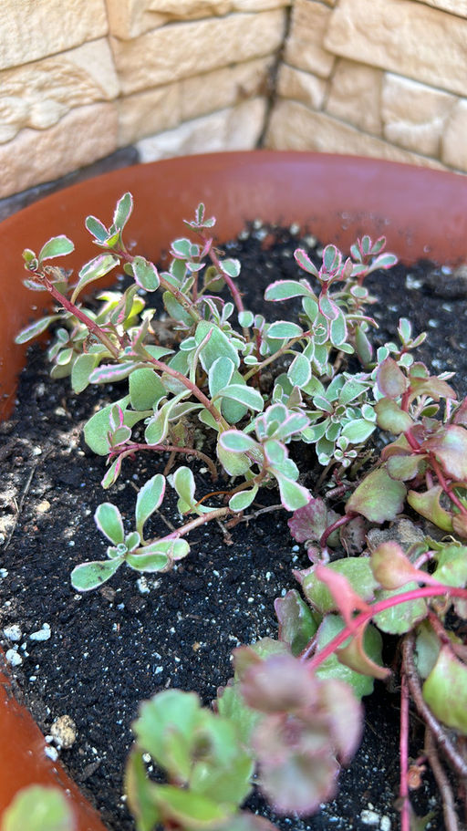 Очиток ложный Триколор