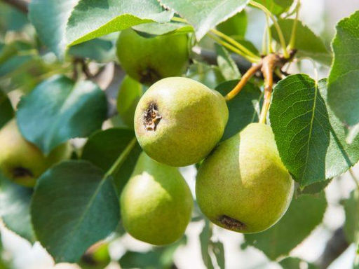 Груша Куюмская (саженец с этикеткой) 1шт