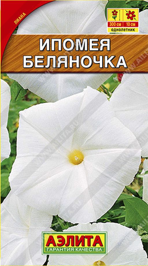 Ипомея Беляночка (2026)