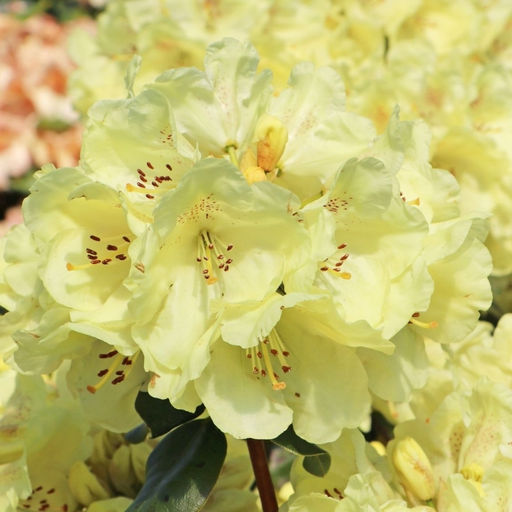 Рододендрон Голдкрон