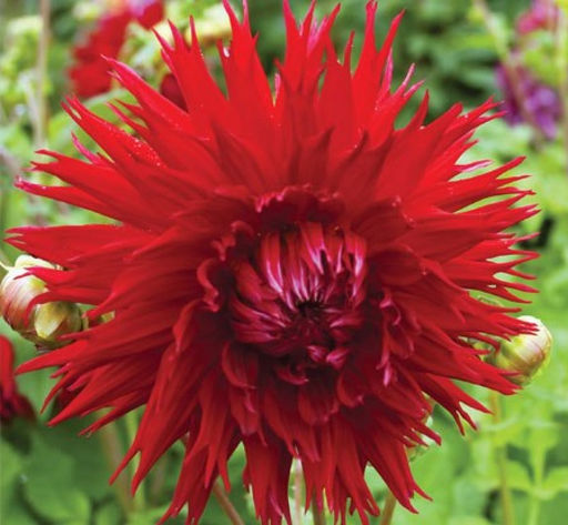 ГЕОРГИНА Апачи Разбор I Кол-во упак., шт 1