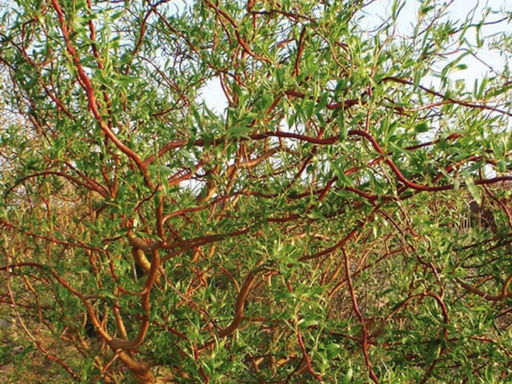 Ива белая Дартс Снейк - Долина роз фото 2