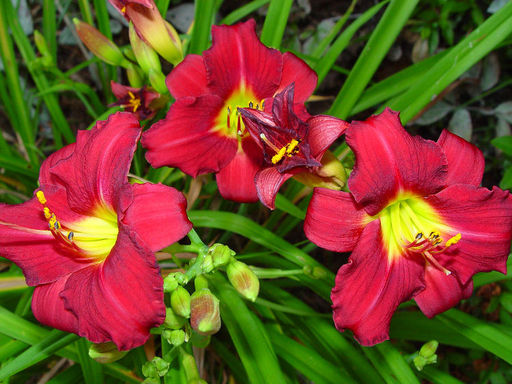 Лилейник Пардон Ми