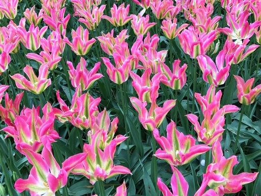 Тюльпан Virichic (Виричик) - Долина роз фото 3