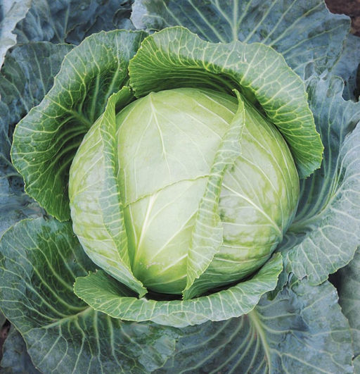 6203U Капуста белокочанная Универс F1 10шт