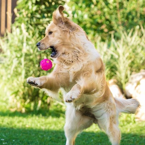 Квакающий мяч для собак, жёсткий, 7,5 см, розовый - Пижон фото 6