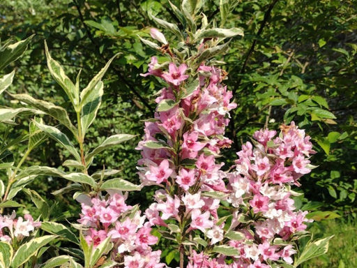 Вейгела цветущая Санни Принцесс - Долина роз фото 3