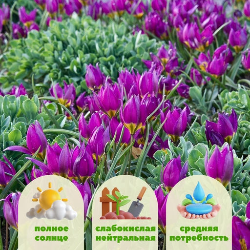 Тюльпан Истерн Стар