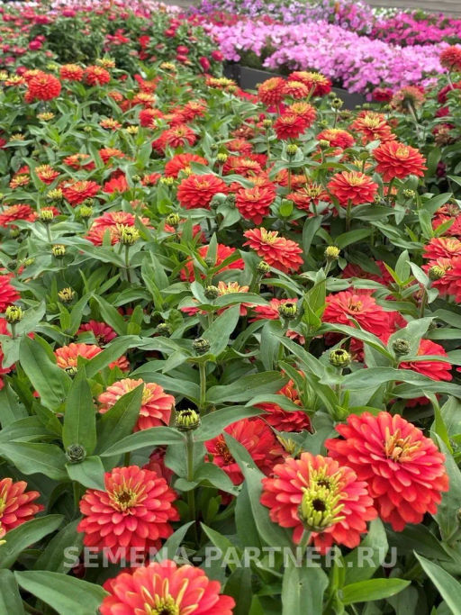 Цинния махровая Барышня-крестьянка Абрикосовый Джем - Партнер фото 4