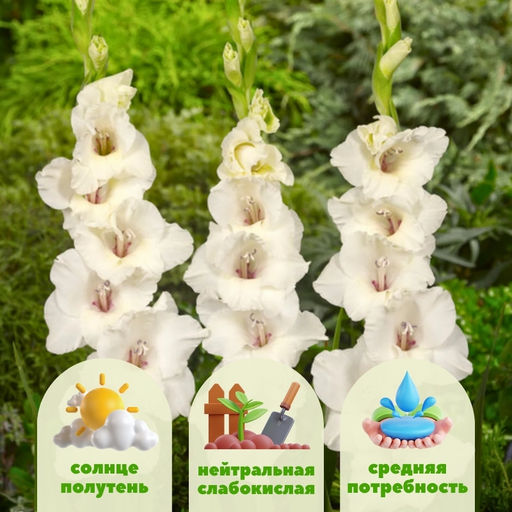 Гладиолус Флево Эскимо 5 шт - Долина роз фото 2