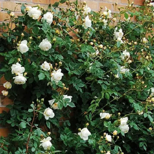 R238 КЛЕР ОСТИН