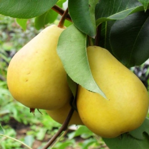 Груша Лада (саженец с этикеткой) 1шт