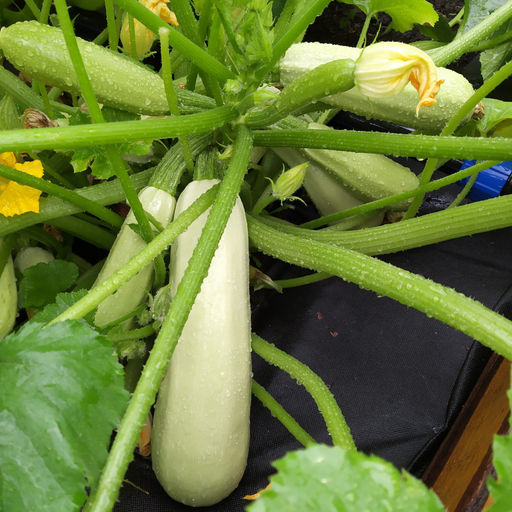 5025D Кабачок Камили F1 5шт