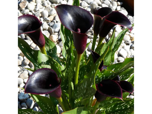 Калла Odessa (Одесса) - Долина роз фото 3