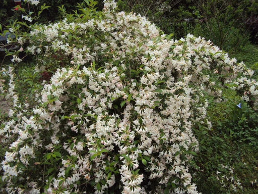 Вейгела цветущая Кандида - Долина роз фото 2