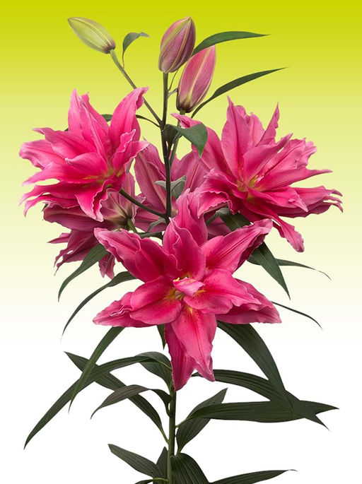 ЛИЛИЯ Роузлили Елена Разбор 12/14 Кол-во упак., шт 5