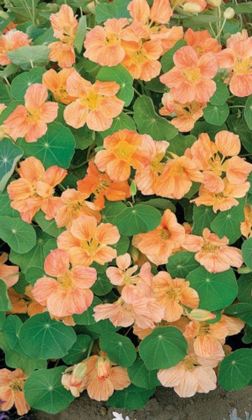 Настурция ЛОСОСЁВЫЙ БЛИК Обилие махровых цветов!